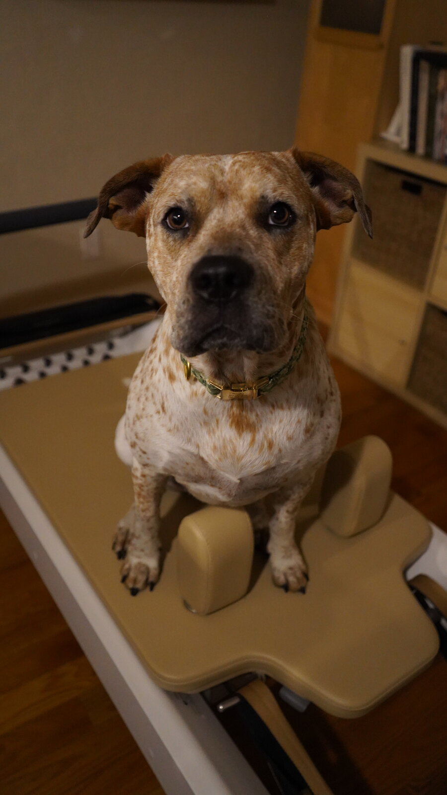 Matcha, the rescue pup who inspired the Matcha Collective, sitting on a pilates reformer